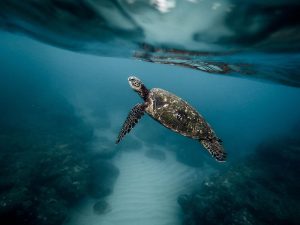Home Duiker in een goed duikpak dat comfort en thermische bescherming biedt voor onderwateravonturen